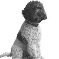 Herman